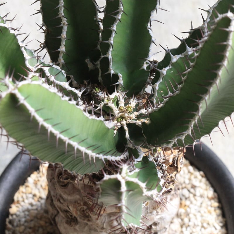 ユーフォルビア ムランジーナ | hanayoshi-botanical