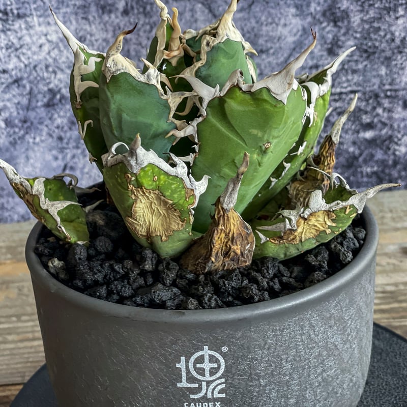 現地株】アガベ オテロイ オアハカ 24040402-4【発根済】 | ISALO