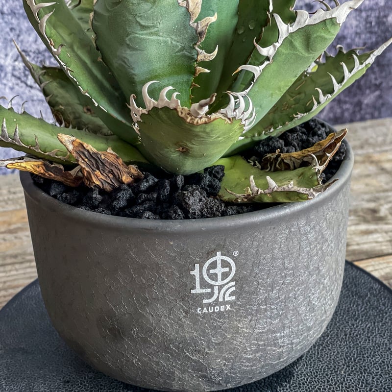 オアハカ アガベ 現地 オアハカ アガベ 現地 珍奇植物の聖地、メキシコ