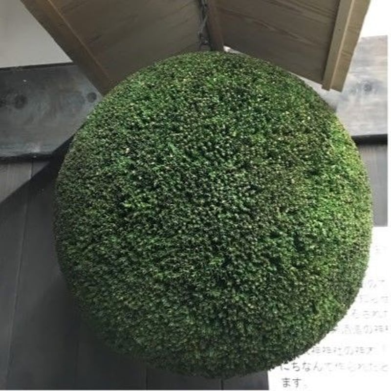 杉玉 中玉 （約40cm） | 楠玉屋