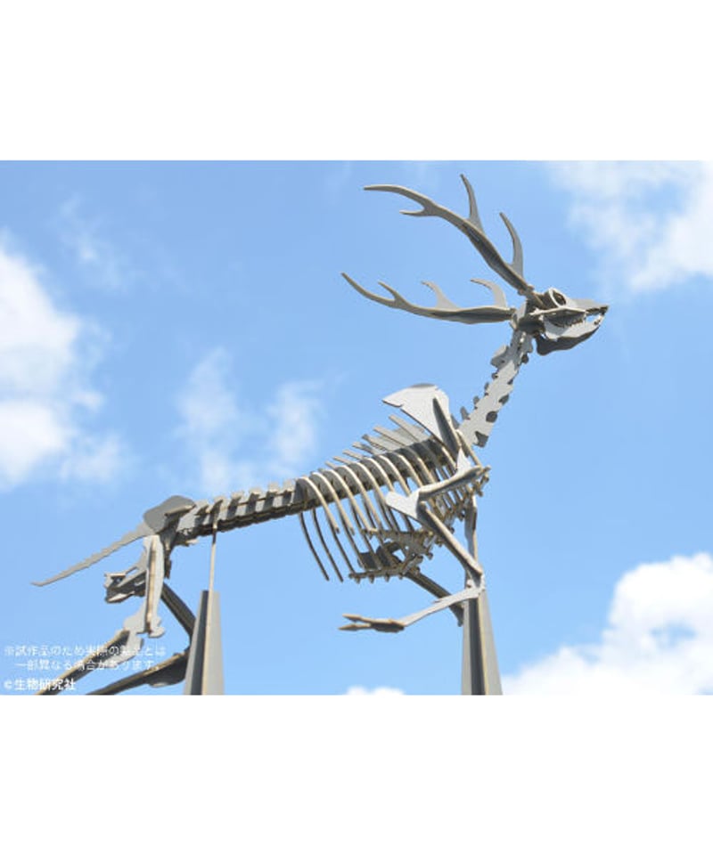 ニホンジカの全身骨格 | 生物研究社の本