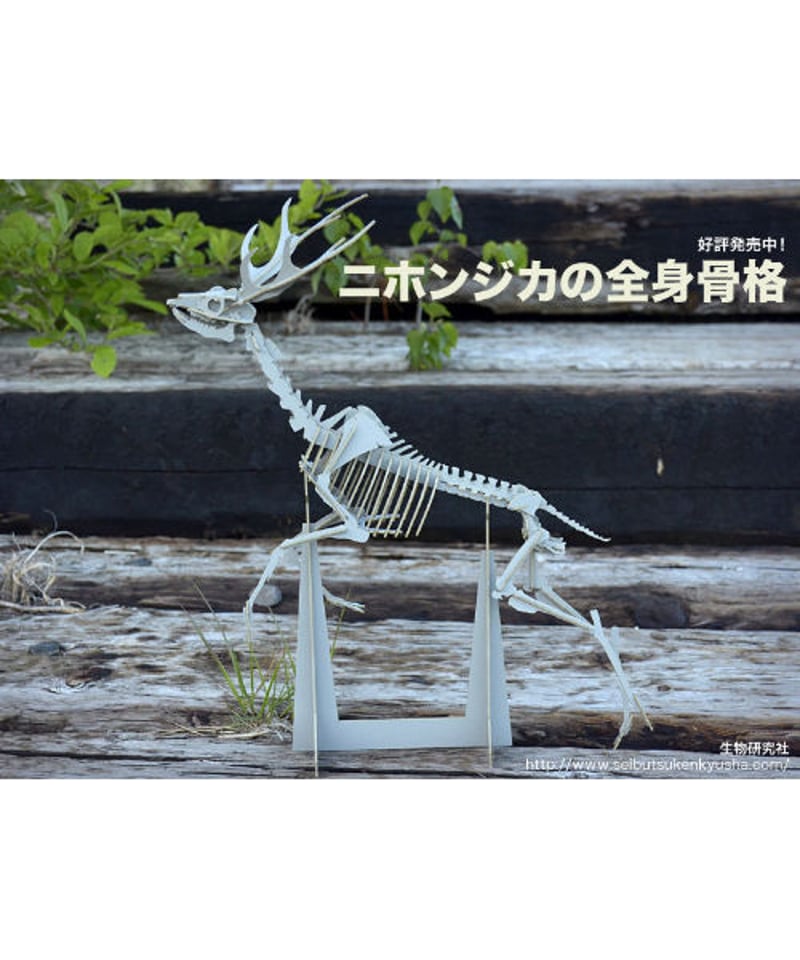 ニホンジカの全身骨格 | 生物研究社の本