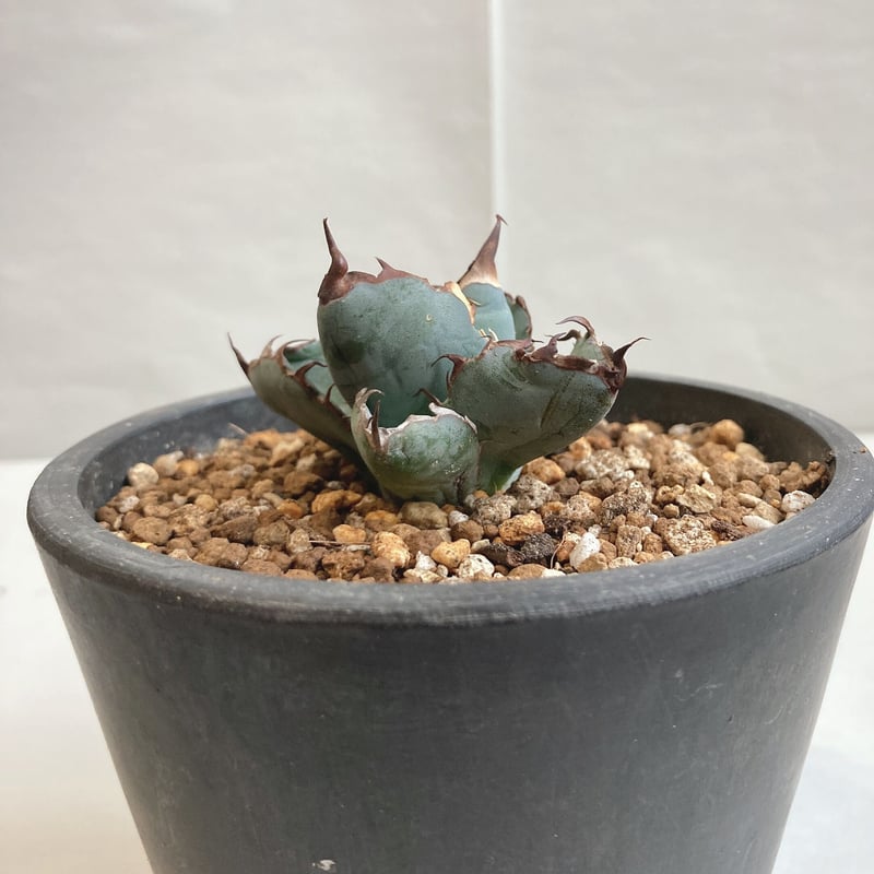 アガベ チタノタ ブラック＆ブルー ボールタイプ | 4S'easons.