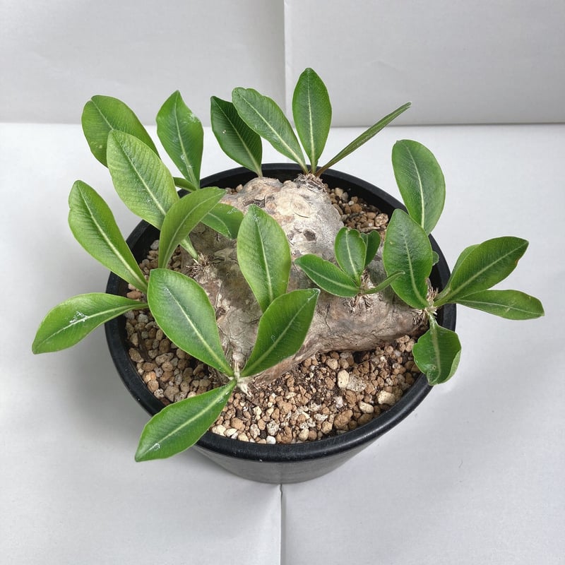 パキポディウム ブレビカウレ（恵比寿笑い）現地球 発根済 | 4S'easons.