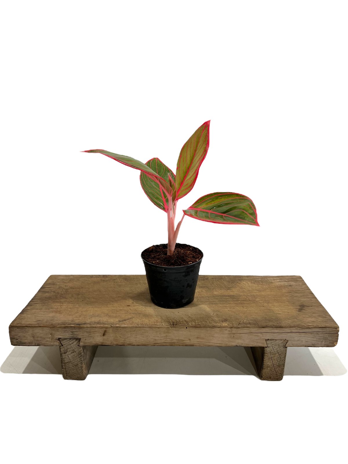 アグラオネマ リップスティック カンザ 「Aglaonema Lipstick Khanza」