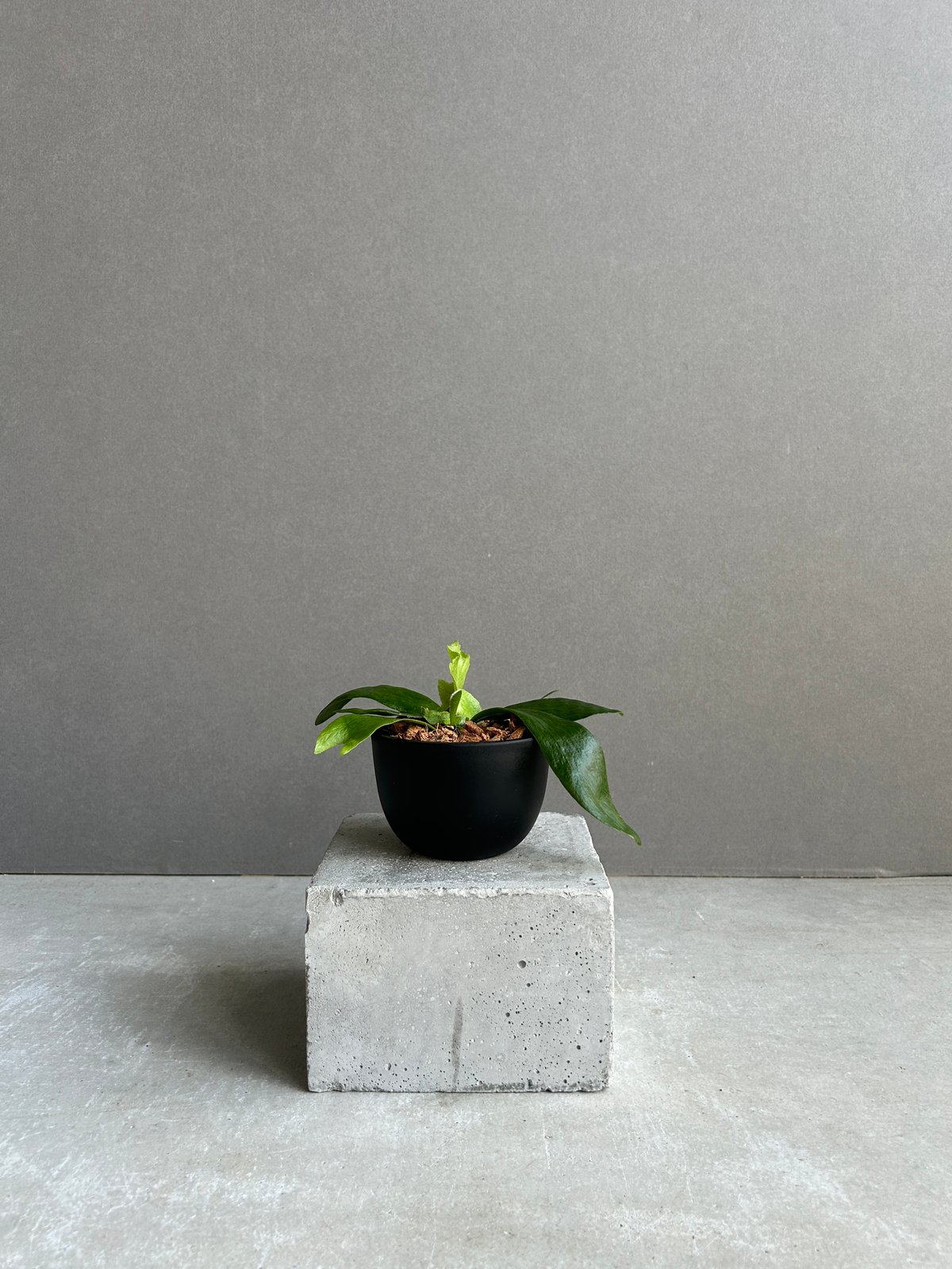 ビカクシダ ゴースト ハンズ 子株 (P. ウィリンキーx P.コロナリウム