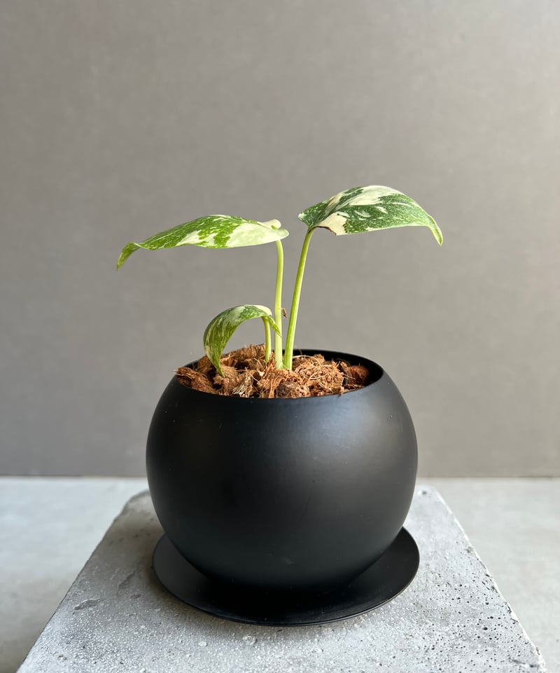 モンステラ タイ コンステレーション クリーム ブリュレ + Black Iron