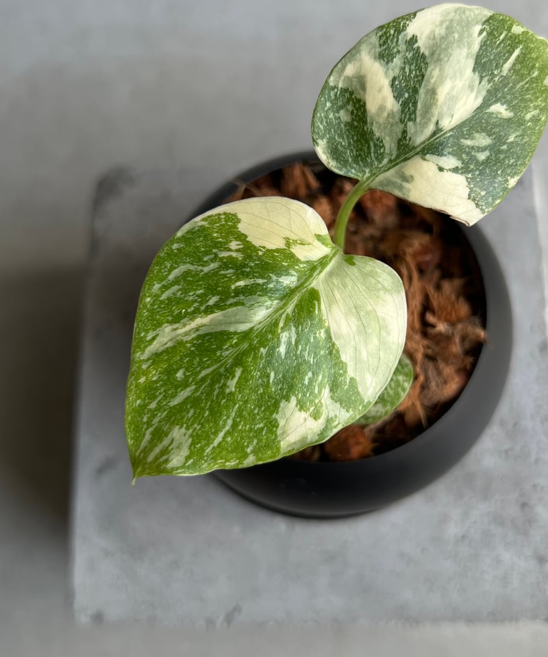 モンステラ タイ コンステレーション クリーム ブリュレ + Black Iron