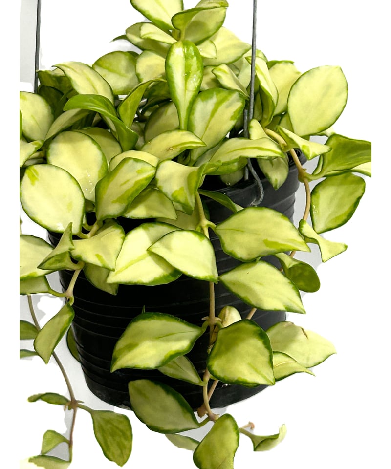 ホヤ ヘウスケリアナ 斑入「Hoya heuschkeliana var.」4/17-332