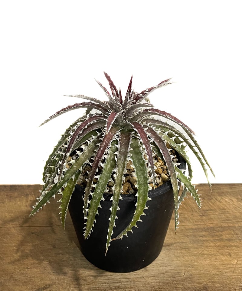 ディッキア ズゴック ハイブリッド「Dyckia Z'gok hybrid」 11E-2 |