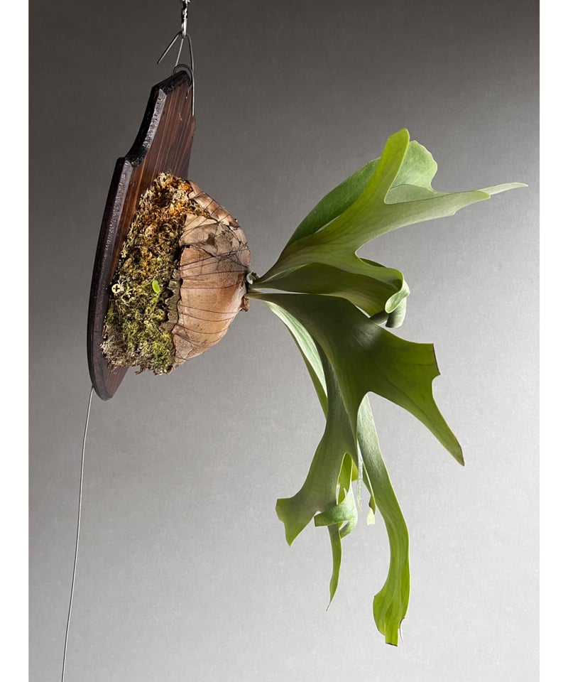 Platycerium Willinda (P. willinckii x P. alcic