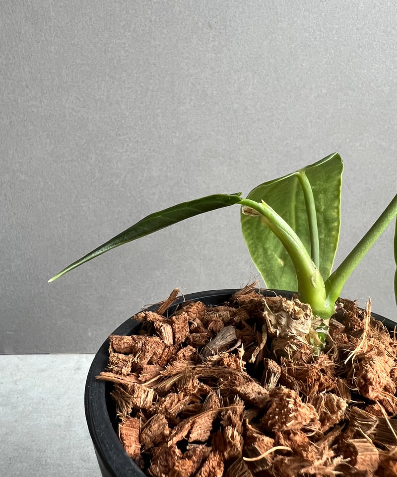 アンスリウム ワロクアナム ダーク&ナロー フォーム 「Anthurium