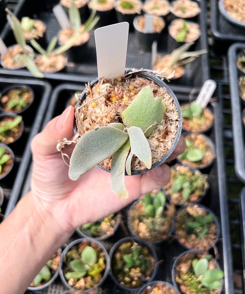 ビカクシダ P. Willinckii Tuckii #1 Dwarf P. Willinckii Spore Dwarf