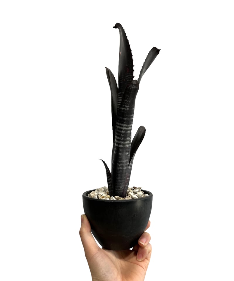 ビルベルギア ダースベイダー「Billbergia 'Darth vader' 」98I |