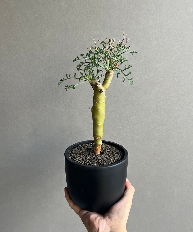 ペラルゴニウム クリズミフォリウム 「Pelargonium crithmifolium」5