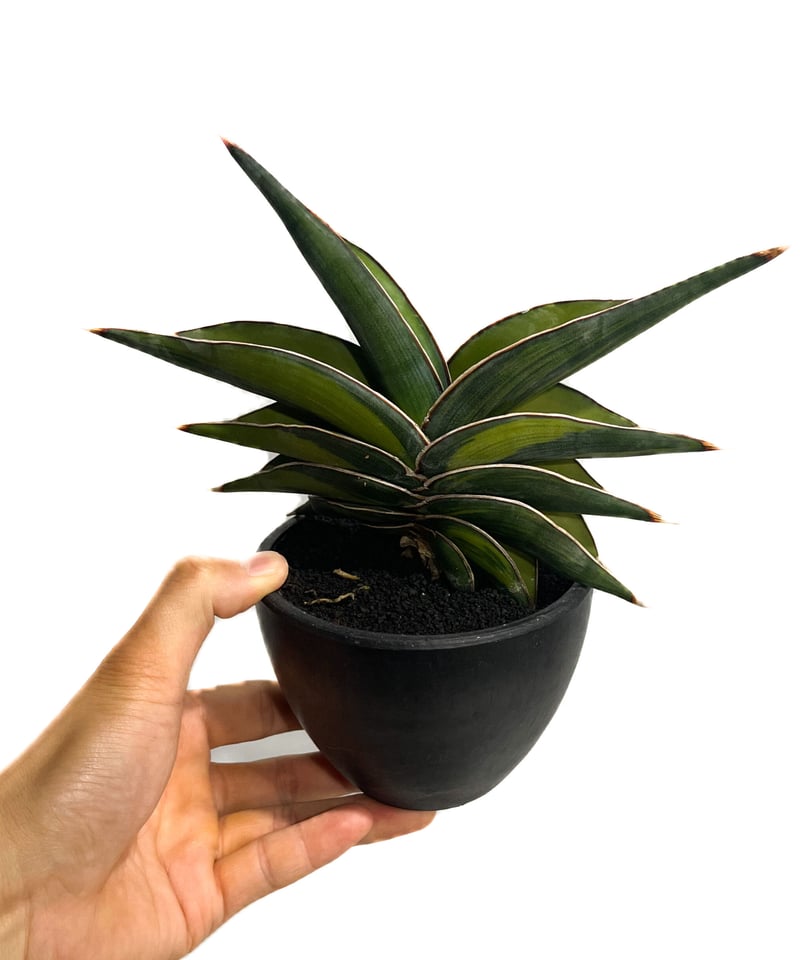 サンセベリア ロリダ 斑入り「Sansevieria rorida var.」6/1-720