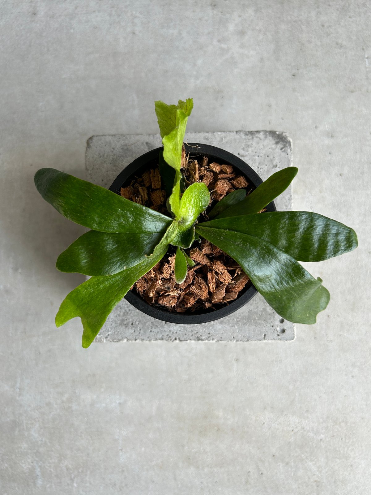 ビカクシダ ゴースト ハンズ 子株 (P. ウィリンキーx P.コロナリウム