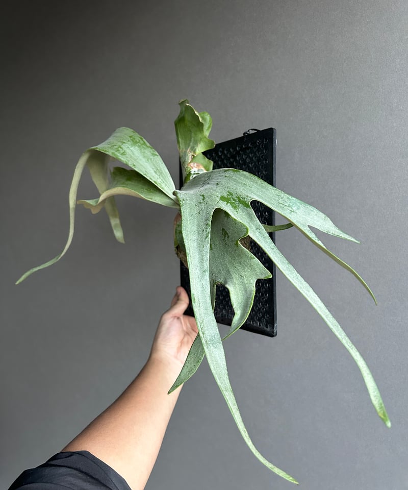 ビカクシダ ウィリンキー cv. I ツビッキー 18「Platycerium .willin