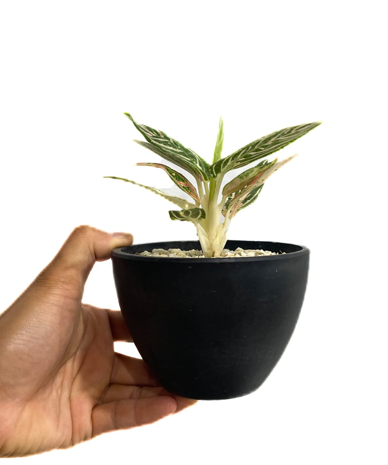 アグラオネマ ゴールデンホープ「Aglaonema Golden Hope」72D-1 | S