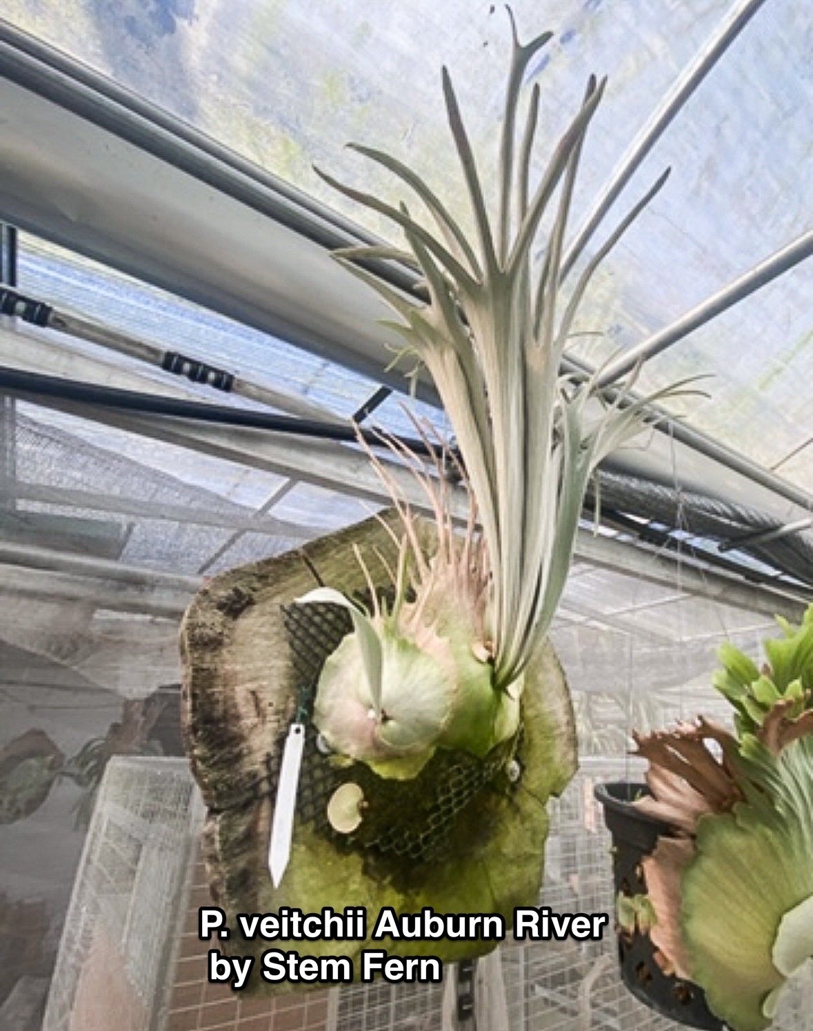 ビカクシダ ベイチー アーバン リバー (子株) by Stem Fern 「 Platyce