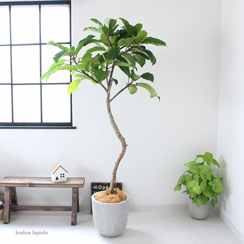 大型170㎝‼＜フィカス・アフリカンプリンス＞現品 希少な曲がり