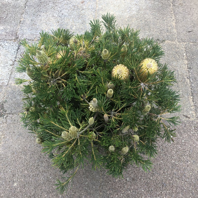 バンクシア バースデーキャンドル | 多気園芸 Online Shop