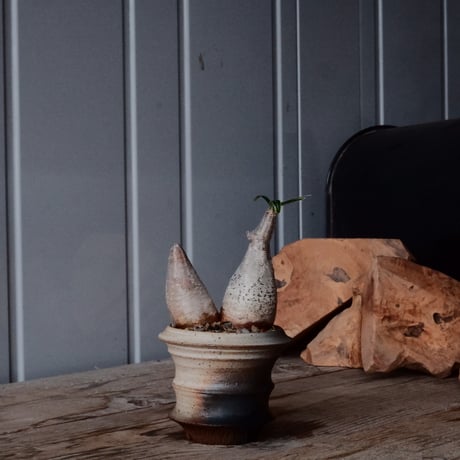 CATEGORY 磯部祐介 作品 植木鉢 | Botanical Holic