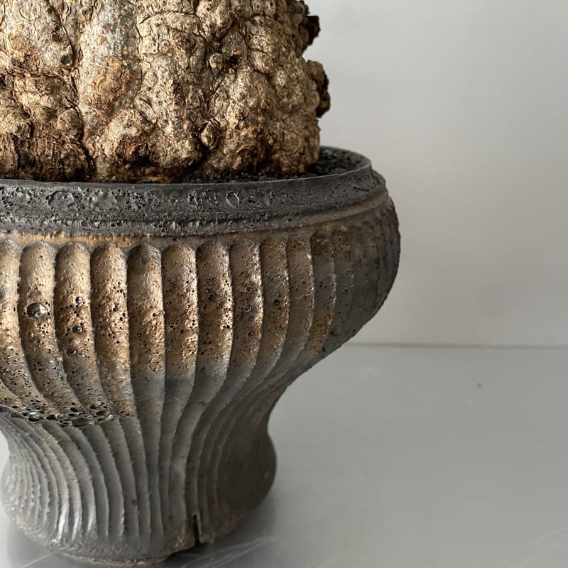 発根済 オペルクリカリア パキプス P-49 ×【作家 小野瀬 一 】