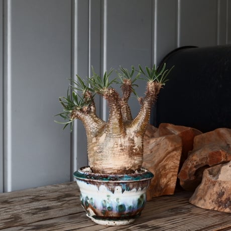 CATEGORY 磯部祐介 作品 植木鉢 | Botanical Holic