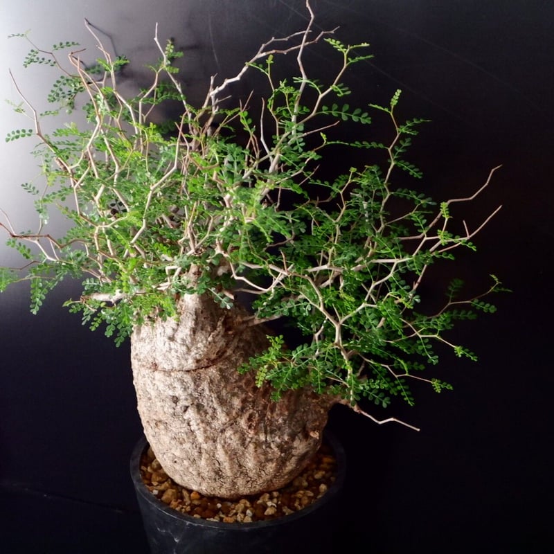 巨大 オペルクリカリア パキプス［No.12］ | Botanical Holic