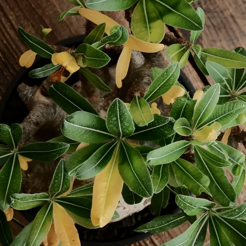 LL株》グラキリス 大株 幹幅15cm - 象牙宮 -［No.58］ × 6号 浅鉢 | B