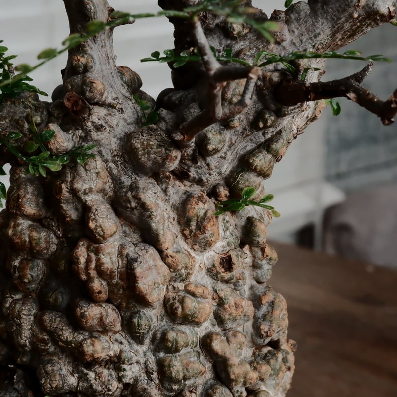 オペルクリカリア パキプス φ9.5cm［No.2］ × 小野瀬一 作 3号鉢 | B