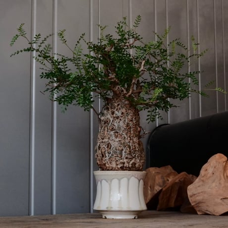 CATEGORY 杉山悠 作 植木鉢 | Botanical Holic