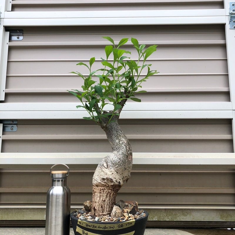 特大 バオバブ アダンソニア 変形タイプ / Baobab Adansonia［No.01］