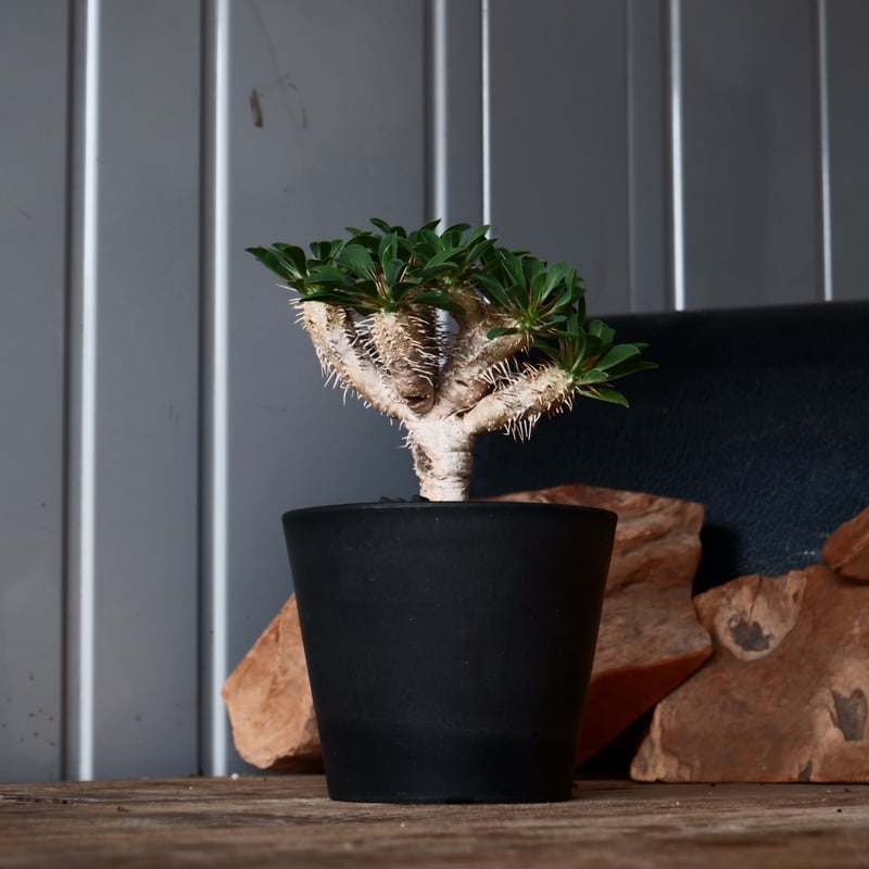 ユーフォルビア ギラウミニアナ 輸入株［No.40］ 4号鉢 | Botanical Holic