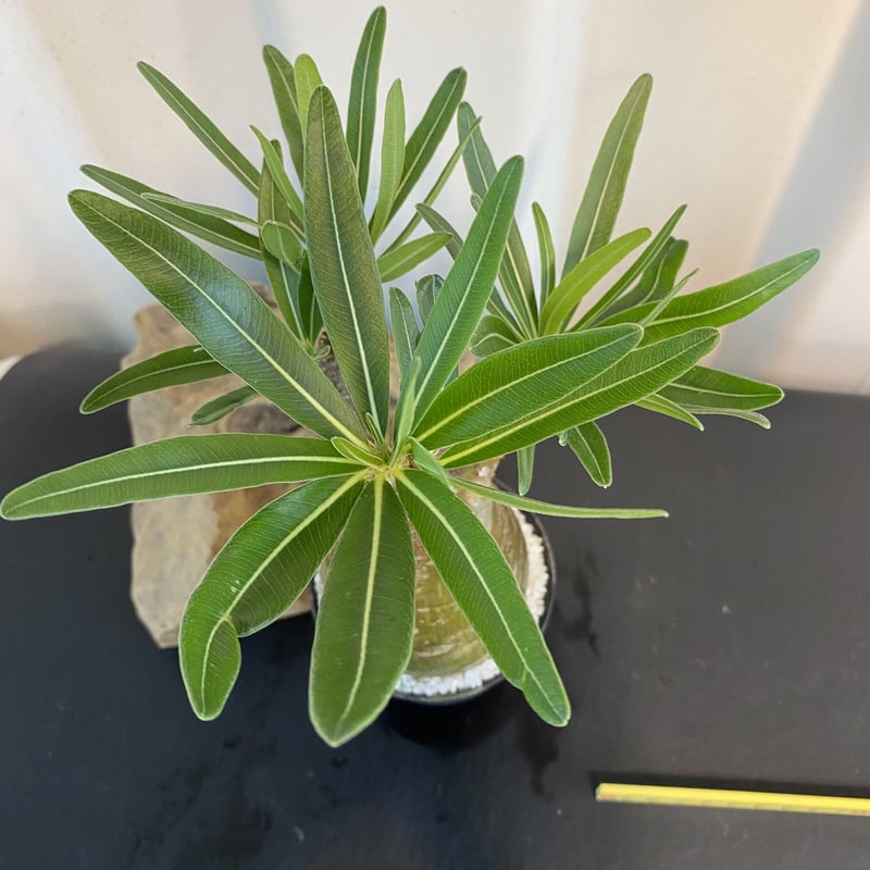 グラキリス 発根済 200年8月輸入 現地株】BH-B39 『4色から選べる化粧