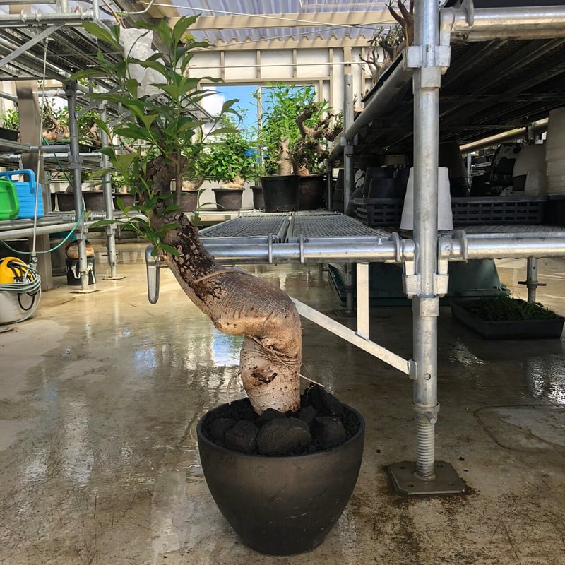 特大 バオバブ アダンソニア 変形タイプ / Baobab Adansonia［No.05］