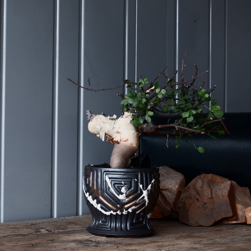 コミフォラ カタフ ピュア ソマリア産［No.13］ × 根本峻吾 作品【 S.N