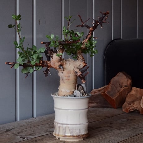 CATEGORY 杉山悠 作 植木鉢 | Botanical Holic