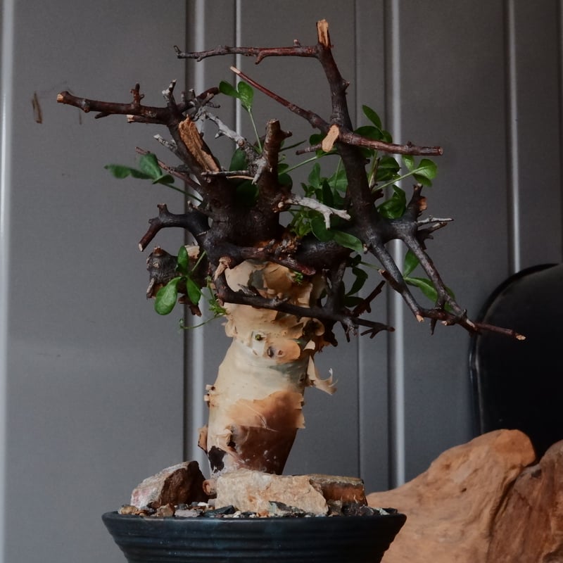 コミフォラ カタフ ピュア［No.08］ × 森田昌求 作【 CLAW / BORDER 】