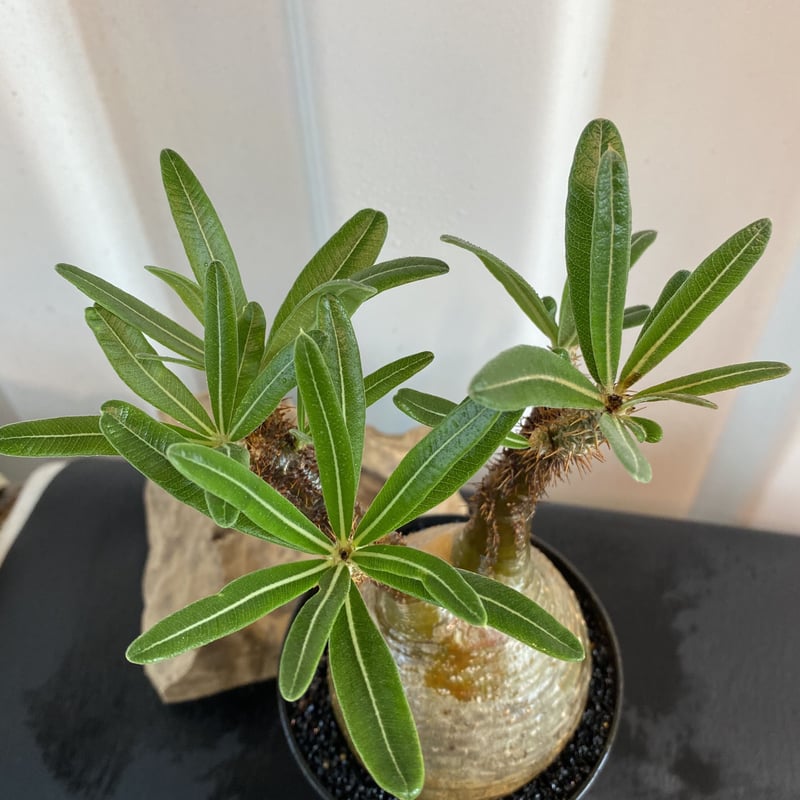 まん丸美形の迷彩柄【グラキリス 小-中ぶり 発根済 2020年8月輸入 現地