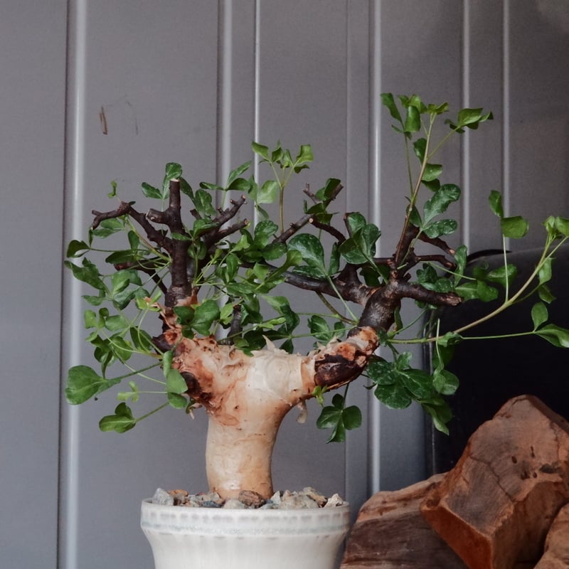 コミフォラ カタフ ピュア［No.01］ × 杉山悠 作 φ9cm 植木鉢 笠間焼