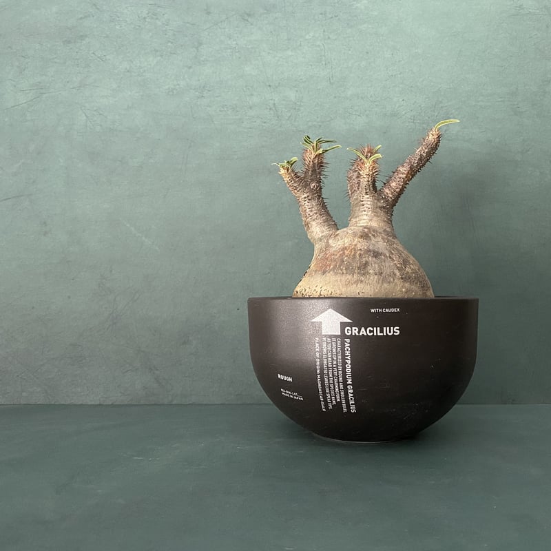 発根済 奇人 グラキリス VAG-04 × VALIEM BOWL ［ グラキリス専用鉢 ］