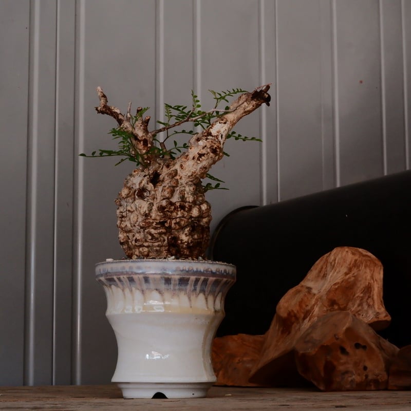 オペルクリカリア パキプス φ8.5cm［No.22］ × 杉山悠 作 4号 植木鉢