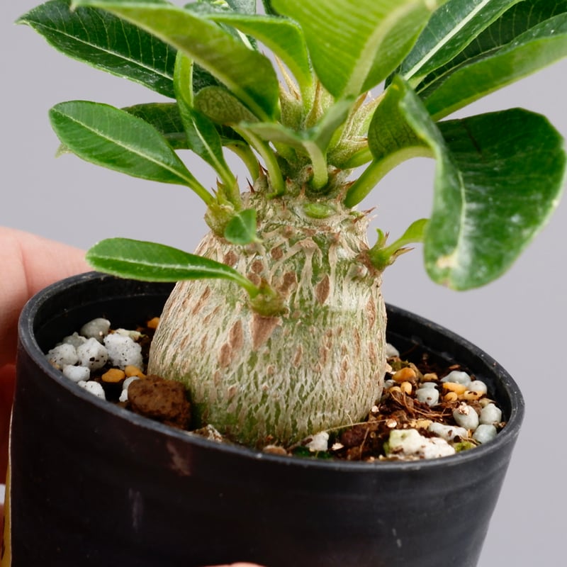 パキポディウム ウィンゾリー 実生株 014 Pachypodium windsorii |