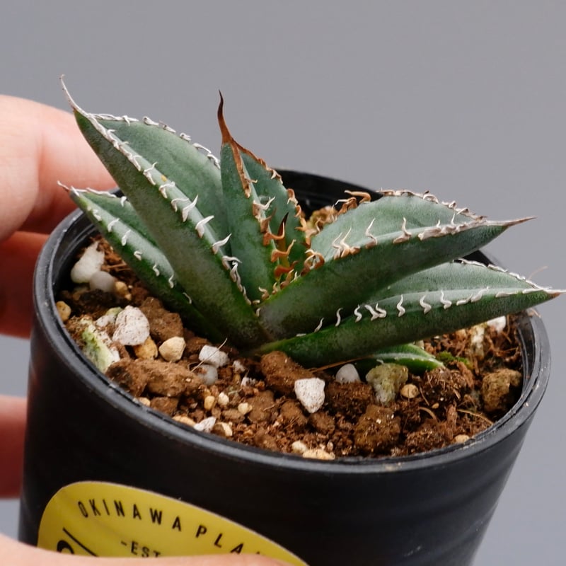 アガベ オテロイ 実生株 Agave oteroi seeding 064 | Sunny
