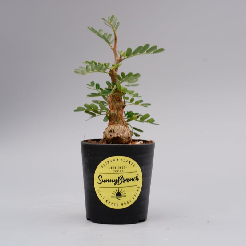 センナ メリディオナリス 実生株 Senna meridionalis 001 | Sunny