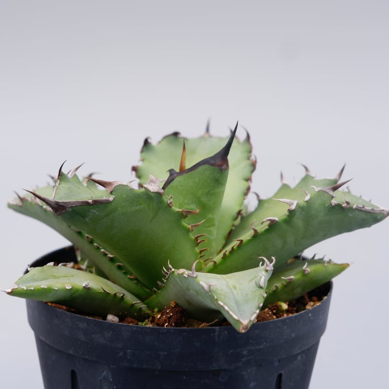 アガベ オテロイ 実生株 Agave oteroi seeding 101 | Sunny