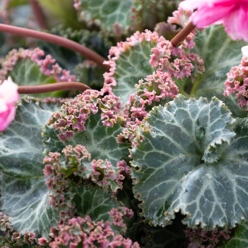 シクラメン「フェアリーピコ・シズラー」 | tokyo_shokubutsu_zufu