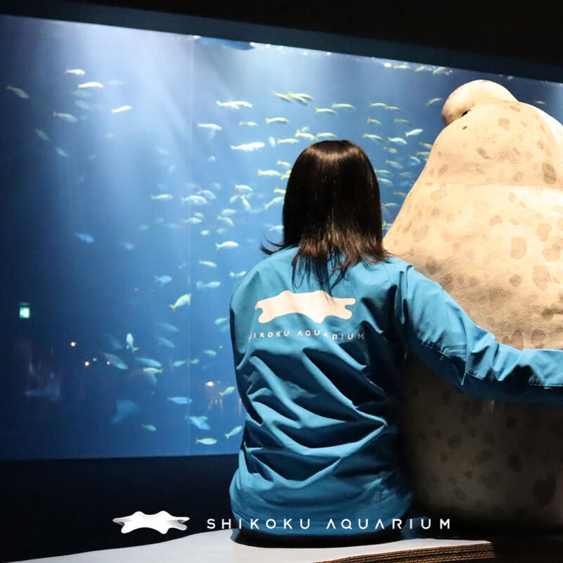 ぬいぐるみ ゴマフアザラシ特大 | 四国水族館ミュージアムショップ